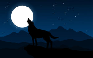 Почему волки воют?