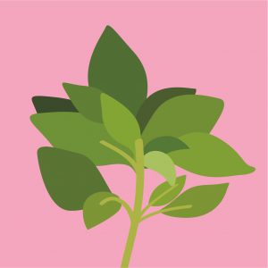 Интересные факты про растения