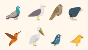 Ребусы про птиц