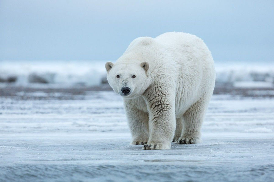 Белые медведи - интересные и необычные факты