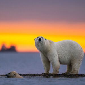 Белые медведи — интересные и необычные факты