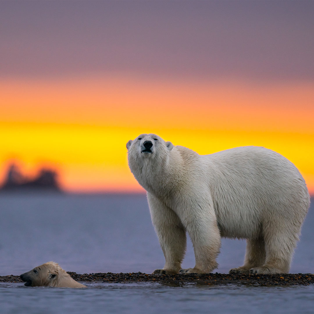 Белые медведи - интересные и необычные факты