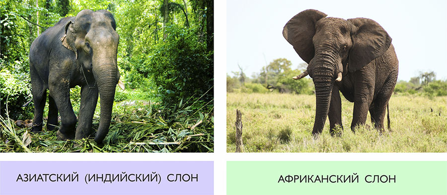 Слоны — интересные и необычные факты