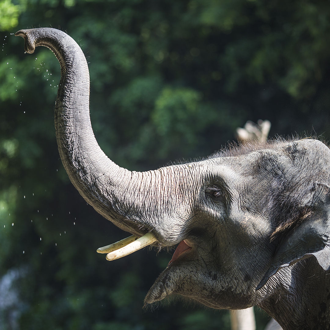 Слоны — интересные и необычные факты