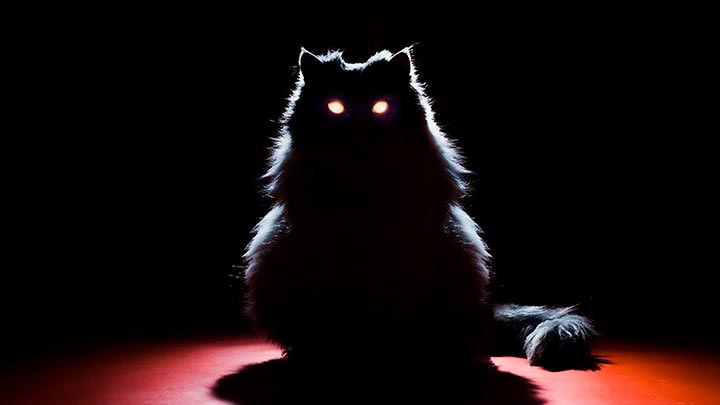 Почему у кошек глаза светятся в темноте