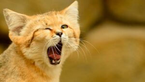 Почему зевота заразительна?