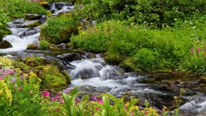 Почему журчит ручей?