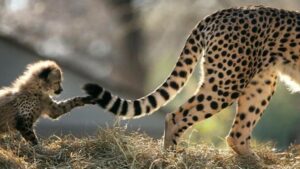 Зачем животным хвост?